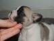 Chiot bouledogue fran&ccedil;ais femelle