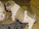 Chiot bouledogue fran&ccedil;ais femelle
