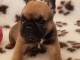 Chiot bouledogue fran&ccedil;ais femelle