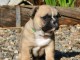 Chiot bouledogue fran&ccedil;ais femelle
