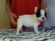 Chiot bouledogue fran&ccedil;ais femelle