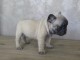 Chiot bouledogue fran&ccedil;ais femelle