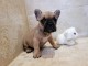 Chiot bouledogue fran&ccedil;ais femelle