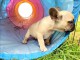 Chiot bouledogue fran&ccedil;ais femelle