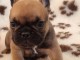 Chiot bouledogue fran&ccedil;ais femelle