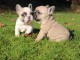 Chiot bouledogue fran&ccedil;ais femelle