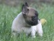 Chiot bouledogue fran&ccedil;ais femelle