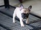 Chiot bouledogue fran&ccedil;ais femelle