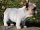 Chiot bouledogue fran&ccedil;ais femelle