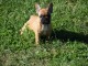 Chiot bouledogue fran&ccedil;ais femelle