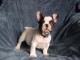 Chiot bouledogue fran&ccedil;ais femelle