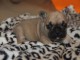 Chiot bouledogue fran&ccedil;ais femelle
