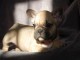 Chiot bouledogue fran&ccedil;ais femelle