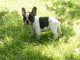 Chiot bouledogue fran&ccedil;ais femelle