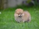 Spitz de Pom&eacute;ranie beaux chiots