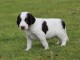 Chiot epagneul fran&ccedil;ais a donner