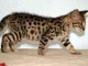 Chatons F2 Savannah disponibles &agrave; la vente