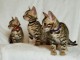Tica a enregistr&eacute; de beaux chatons bengals