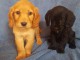 Adorables chiots Cocker Spaniel