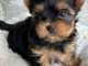 Bonjour il me reste encore un chiot yorkshire disponibles de suit