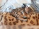 chatons du bengal disponible de suite