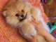 Magnifiques Chiots Spitz Nain Pom&eacute;ranien Pure Race, Tr&egrave;s Haute Li