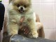 Magnifiques Chiots Spitz Nain Pom&eacute;ranien Pure Race, Tr&egrave;s Haute Li