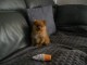 Magnifiques Chiots Spitz Nain Pom&eacute;ranien Pure Race, Tr&egrave;s Haute Li