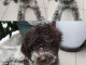 Lagotto Romagnolo chiots &agrave; vendre