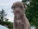 Pitbull chiots &agrave; vendre