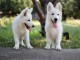 Berger Blanc Suisse chiots &agrave; vendre