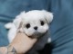 magnifiquee chiot bichon maltaiss &agrave; donner
