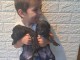Cane Corso chiots &agrave; vendre