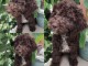 Lagotto Romagnolo chiots &agrave; vendre