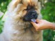 Chow Chow chiot &agrave; vendre