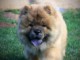 Chow Chow chiots &agrave; vendre