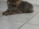 Spitz de Pom&eacute;ranie chiots &agrave; vendre