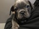 Chiots bouledogue fran&ccedil;ais &agrave; partir de 800&euro;