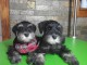 Schnauzer nain chiots &agrave; vendre