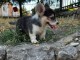 Welsh Corgi Pembroke chiots &agrave; vendre