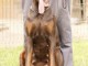 Doberman chiots &agrave; vendre