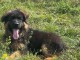 Magnifique petit chiots bergers allemand &agrave; adopter tr&egrave;s adorables