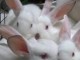 Petit lapins &agrave; adopter tr&egrave;s adorables.