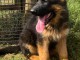 Magnifique petit chiots bergers allemand &agrave; adopter tr&egrave;s adorables