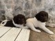 Adorables petit chiots &agrave; adopter tr&egrave;s magnifiques 