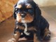 magnifiquee chiot cavalier king charles &agrave; adopter
