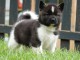 chiot Akita Am&eacute;ricain lof a donner