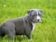 Chiot american staffordshire terrier