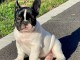 Chiot Bouledogue Fran&ccedil;ais a donner
