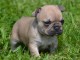 Chiot Bouledogue Fran&ccedil;ais a donner